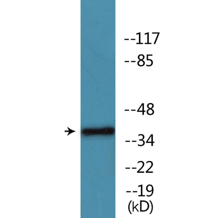 Western Blot - Anti-Ephrin B1 + B2 + B3 (phospho Tyr324) Antibody (P12-1102) - Antibodies.com