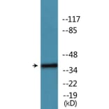 Western Blot - Anti-Ephrin B1 + B2 + B3 (phospho Tyr324) Antibody (P12-1102) - Antibodies.com