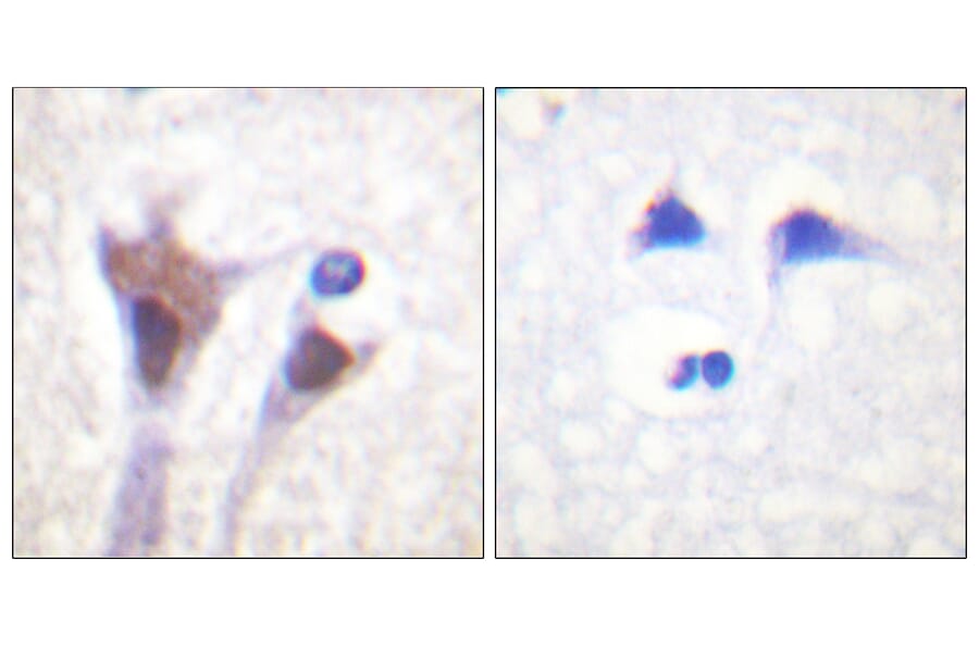 Immunohistochemistry - Anti-14-3-3 zeta + delta (phospho Thr232) Antibody (A0759) - Antibodies.com