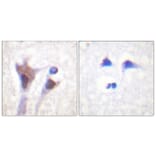 Immunohistochemistry - Anti-14-3-3 zeta + delta (phospho Thr232) Antibody (A0759) - Antibodies.com