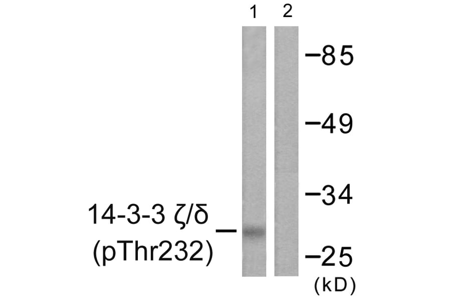 Western Blot - Anti-14-3-3 zeta + delta (phospho Thr232) Antibody (A0759) - Antibodies.com
