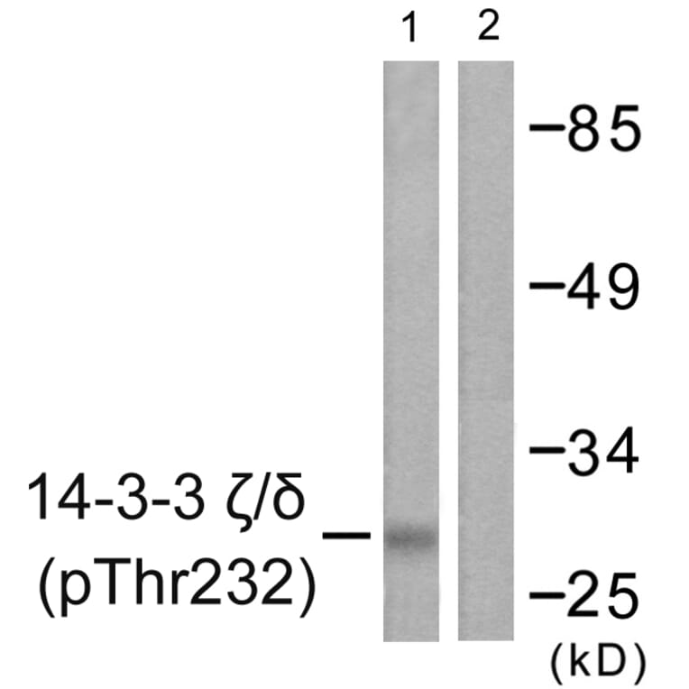 Western Blot - Anti-14-3-3 zeta + delta (phospho Thr232) Antibody (A0759) - Antibodies.com