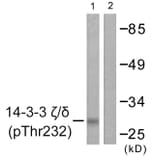 Western Blot - Anti-14-3-3 zeta + delta (phospho Thr232) Antibody (A0759) - Antibodies.com