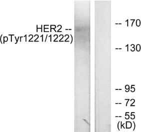 Western Blot - Anti-HER2 (phospho Tyr1221 + Tyr1222) Antibody (A7103) - Antibodies.com