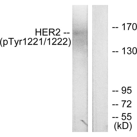 Western Blot - Anti-HER2 (phospho Tyr1221 + Tyr1222) Antibody (A7103) - Antibodies.com
