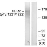 Western Blot - Anti-HER2 (phospho Tyr1221 + Tyr1222) Antibody (A7103) - Antibodies.com