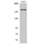 Western Blot - Anti-HER2 (phospho Tyr1221 + Tyr1222) Antibody (A7103) - Antibodies.com