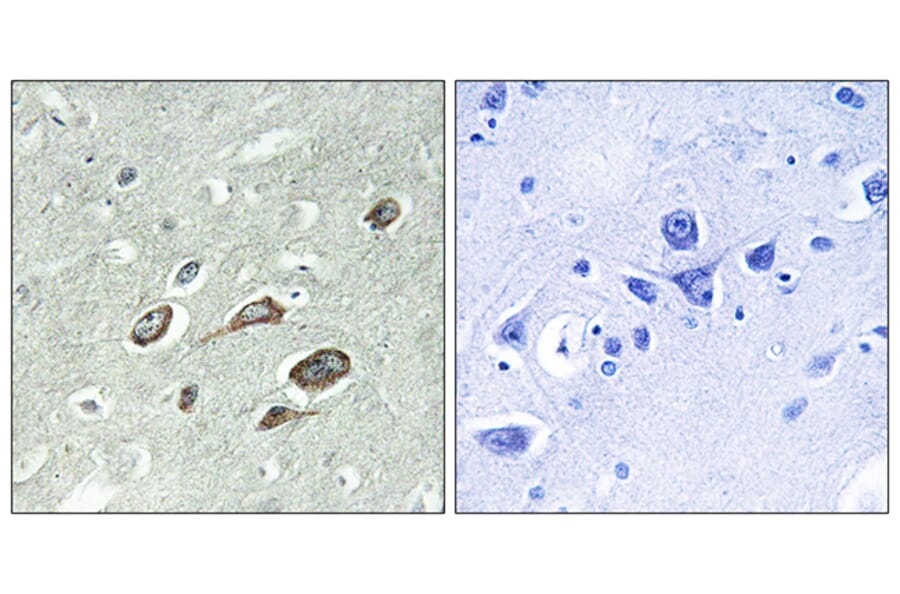Immunohistochemistry - Anti-Calmodulin (phospho Thr79+Ser81) Antibody (A0829) - Antibodies.com