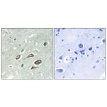 Immunohistochemistry - Anti-Calmodulin (phospho Thr79+Ser81) Antibody (A0829) - Antibodies.com