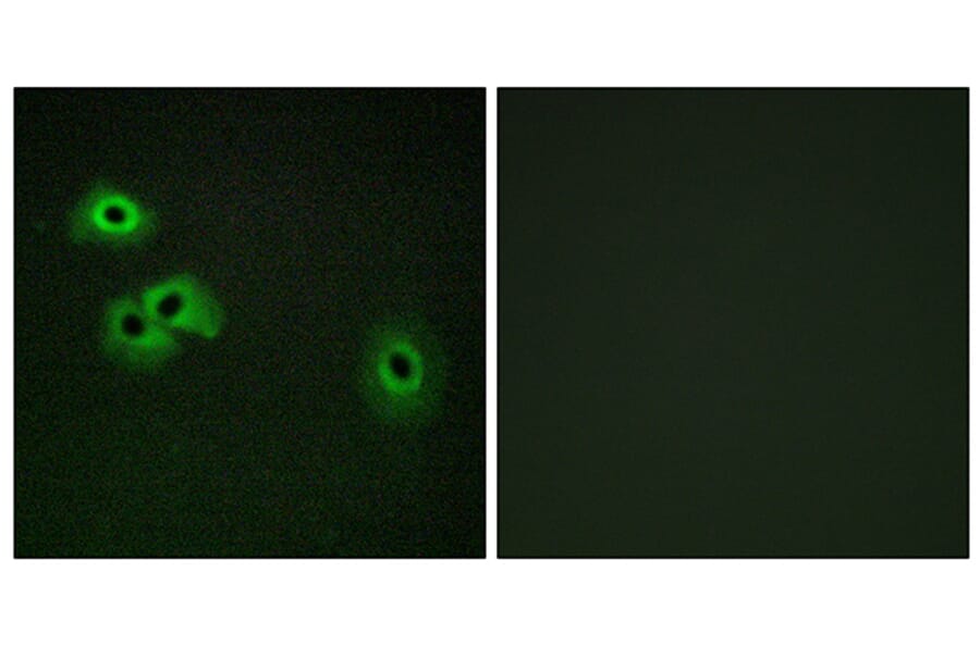 Immunofluorescence - Anti-Calmodulin (phospho Thr79+Ser81) Antibody (A0829) - Antibodies.com