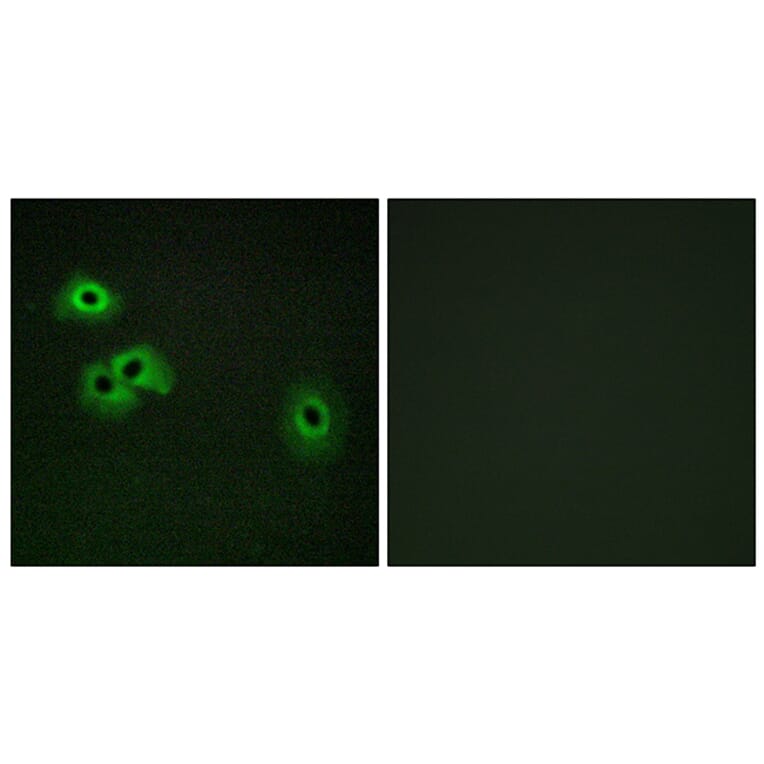 Immunofluorescence - Anti-Calmodulin (phospho Thr79+Ser81) Antibody (A0829) - Antibodies.com
