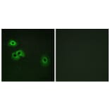 Immunofluorescence - Anti-Calmodulin (phospho Thr79+Ser81) Antibody (A0829) - Antibodies.com