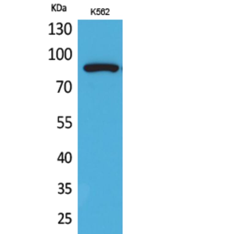 Western Blot - Anti-HSP90A + HSP90AB (acetyl Lys292 + Lys284) Antibody (D12131) - Antibodies.com