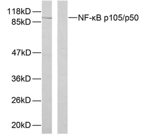 Western Blot - Anti-NF kappa B p105 / p50 (phospho Ser893) Antibody (A7167) - Antibodies.com
