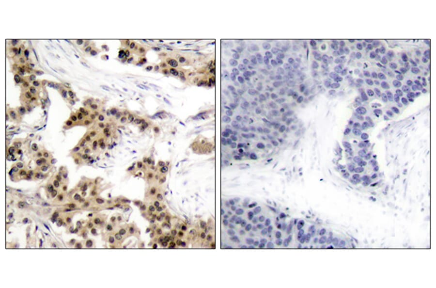 Immunohistochemistry - Anti-NF kappa B p105 / p50 (phospho Ser893) Antibody (A7167) - Antibodies.com