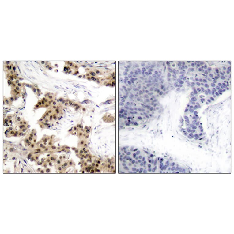 Immunohistochemistry - Anti-NF kappa B p105 / p50 (phospho Ser893) Antibody (A7167) - Antibodies.com