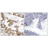 Immunohistochemistry - Anti-NF kappa B p105 / p50 (phospho Ser893) Antibody (A7167) - Antibodies.com