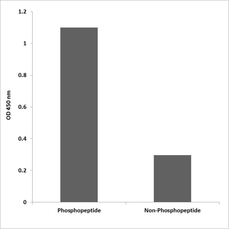 ELISA - Anti-Retinoblastoma (phospho Thr826) Antibody (P12-1170) - Antibodies.com