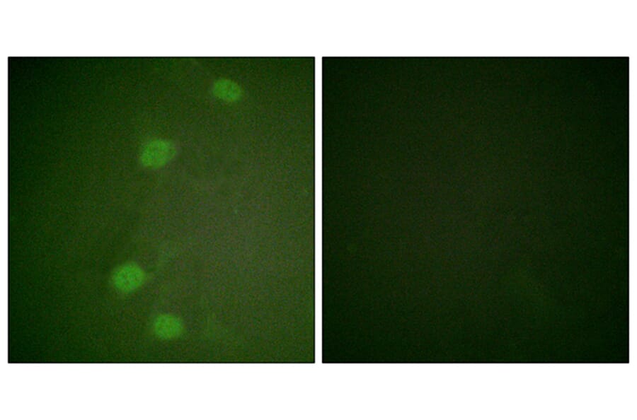 Immunofluorescence - Anti-Retinoblastoma (phospho Ser249) Antibody (A0982) - Antibodies.com