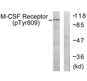 Western Blot - Anti-M-CSF Receptor (phospho Tyr809) Antibody (A0507) - Antibodies.com