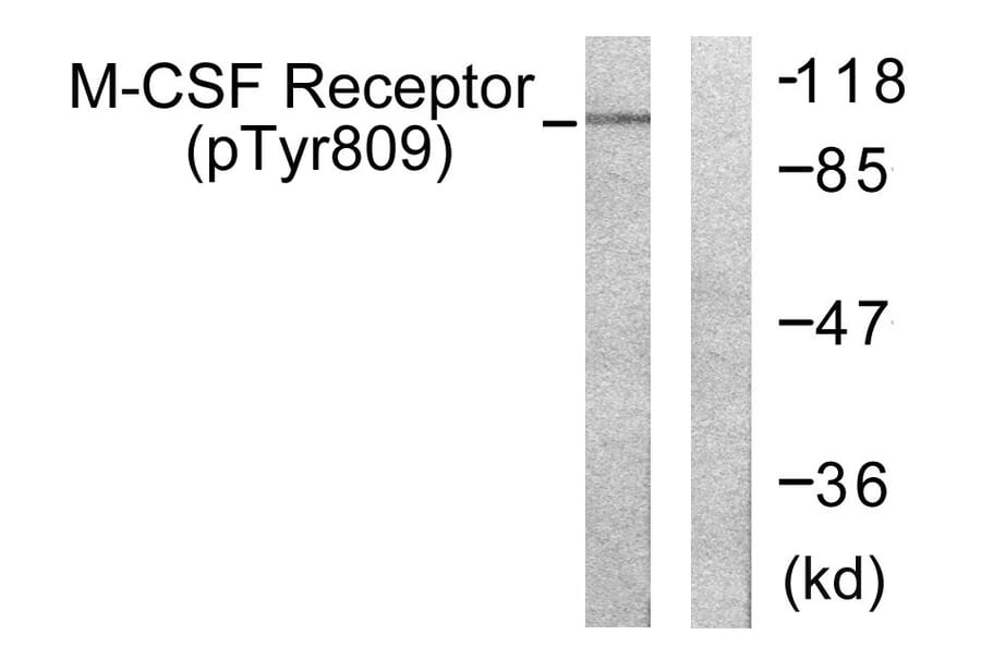 Western Blot - Anti-M-CSF Receptor (phospho Tyr809) Antibody (A0507) - Antibodies.com