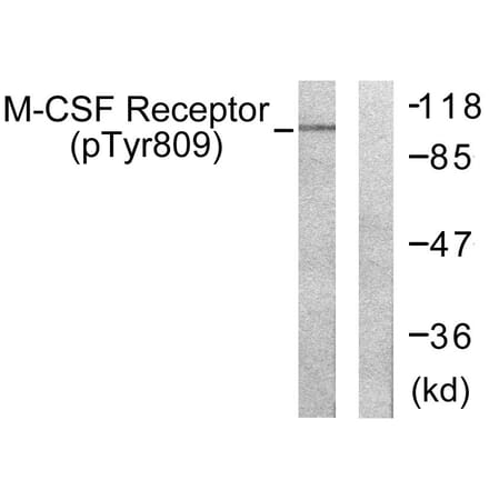 Western Blot - Anti-M-CSF Receptor (phospho Tyr809) Antibody (A0507) - Antibodies.com