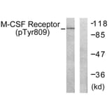 Western Blot - Anti-M-CSF Receptor (phospho Tyr809) Antibody (A0507) - Antibodies.com