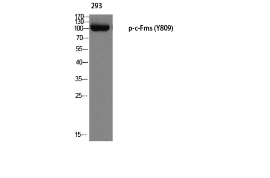 Western Blot - Anti-M-CSF Receptor (phospho Tyr809) Antibody (A0507) - Antibodies.com