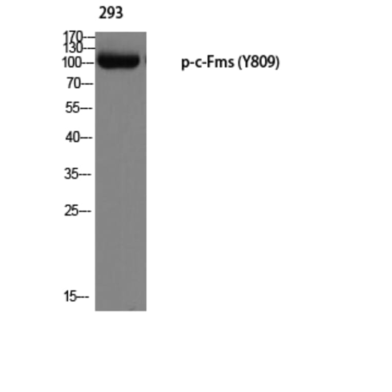 Western Blot - Anti-M-CSF Receptor (phospho Tyr809) Antibody (A0507) - Antibodies.com