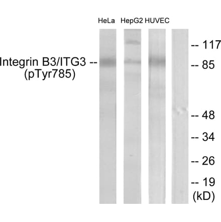 Western Blot - Anti-Integrin beta3 (phospho Tyr785) Antibody (A7119) - Antibodies.com