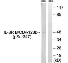 Western Blot - Anti-IL-8R beta (phospho Ser347) Antibody (A1066) - Antibodies.com