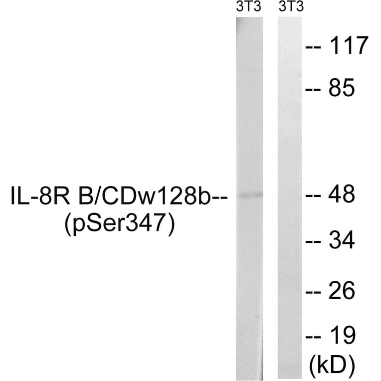 Western Blot - Anti-IL-8R beta (phospho Ser347) Antibody (A1066) - Antibodies.com