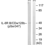 Western Blot - Anti-IL-8R beta (phospho Ser347) Antibody (A1066) - Antibodies.com