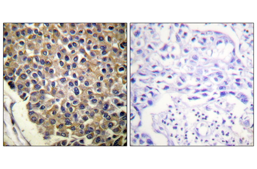 Immunohistochemistry - Anti-IL-8R beta (phospho Ser347) Antibody (A1066) - Antibodies.com