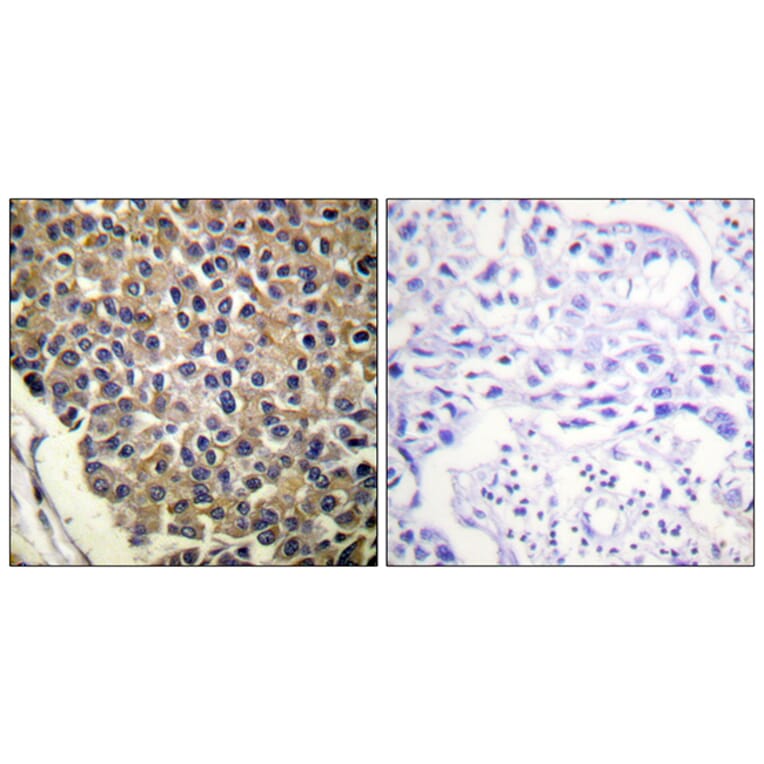 Immunohistochemistry - Anti-IL-8R beta (phospho Ser347) Antibody (A1066) - Antibodies.com