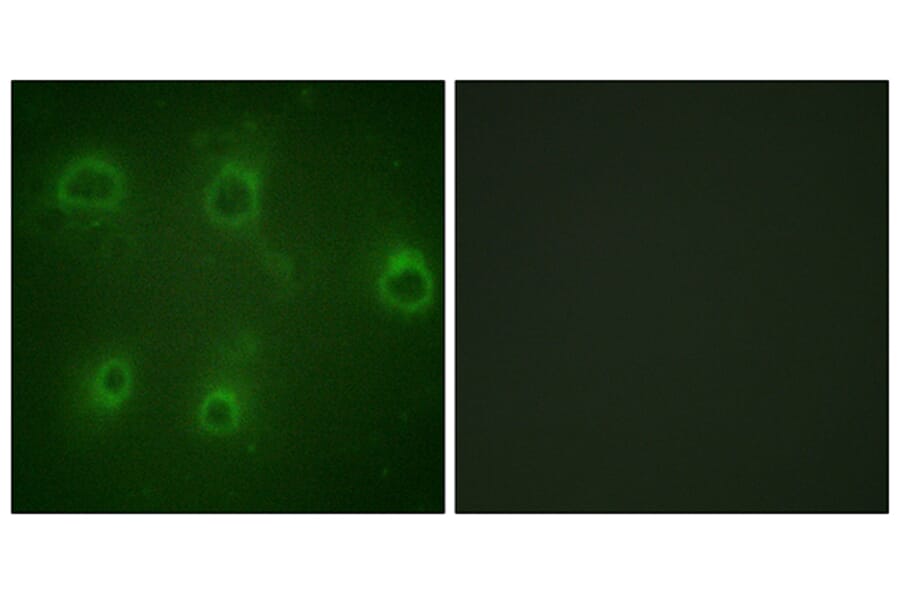 Immunofluorescence - Anti-IL-8R beta (phospho Ser347) Antibody (A1066) - Antibodies.com