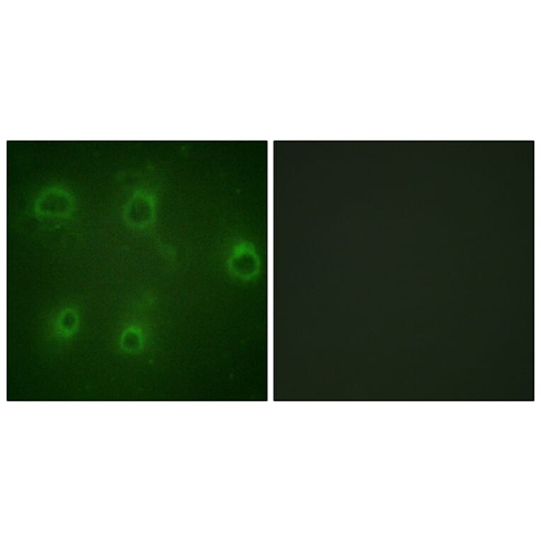 Immunofluorescence - Anti-IL-8R beta (phospho Ser347) Antibody (A1066) - Antibodies.com