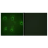 Immunofluorescence - Anti-IL-8R beta (phospho Ser347) Antibody (A1066) - Antibodies.com