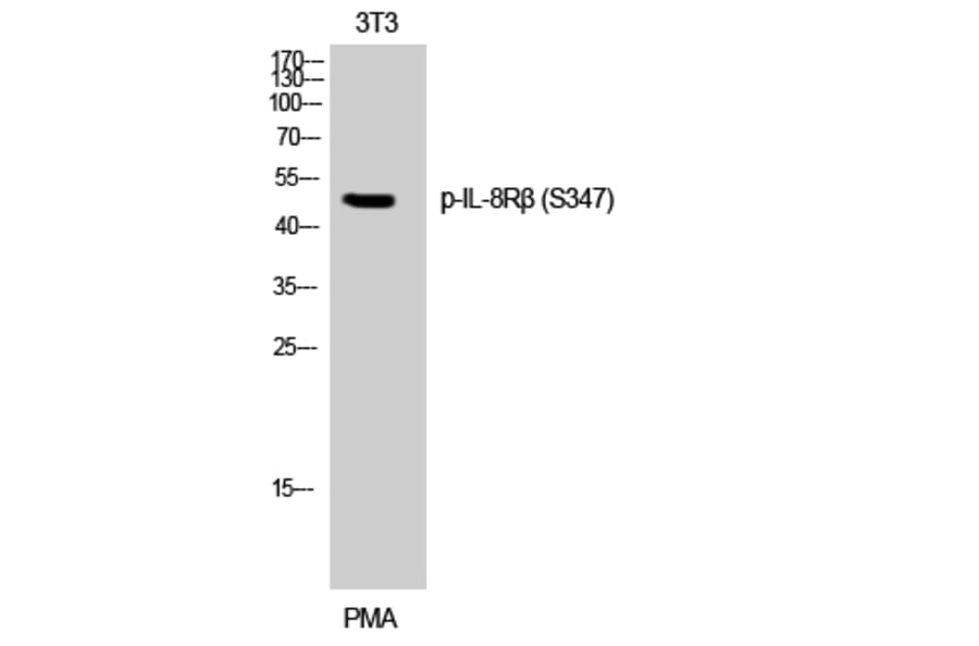 Western Blot - Anti-IL-8R beta (phospho Ser347) Antibody (A1066) - Antibodies.com