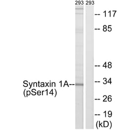 Western Blot - Anti-Syntaxin 1A (phospho Ser14) Antibody (A1238) - Antibodies.com