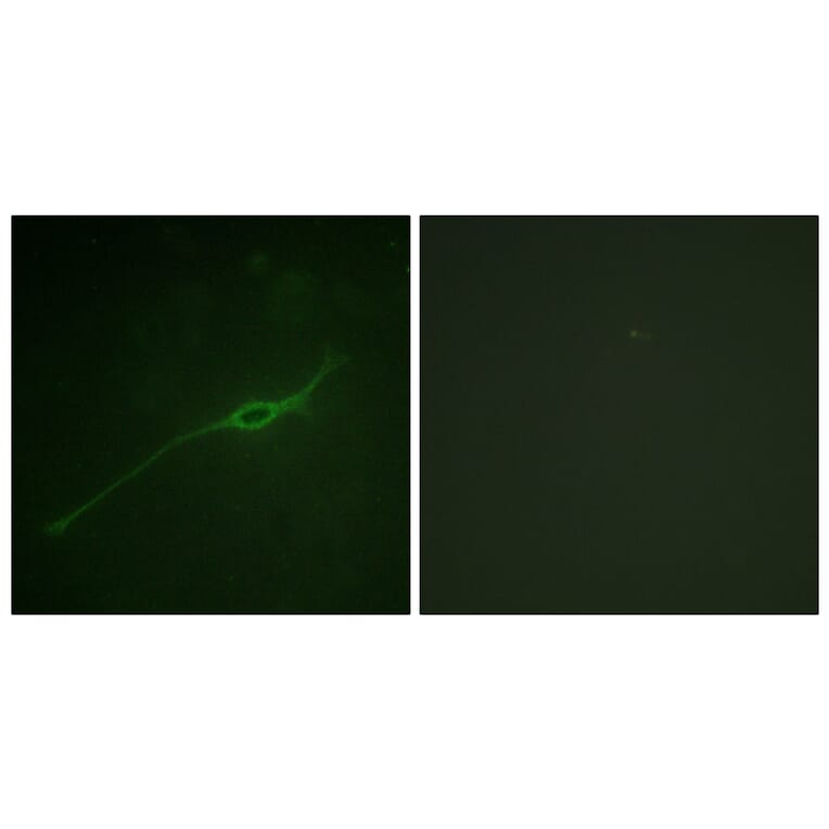 Immunofluorescence - Anti-Syntaxin 1A (phospho Ser14) Antibody (A1238) - Antibodies.com