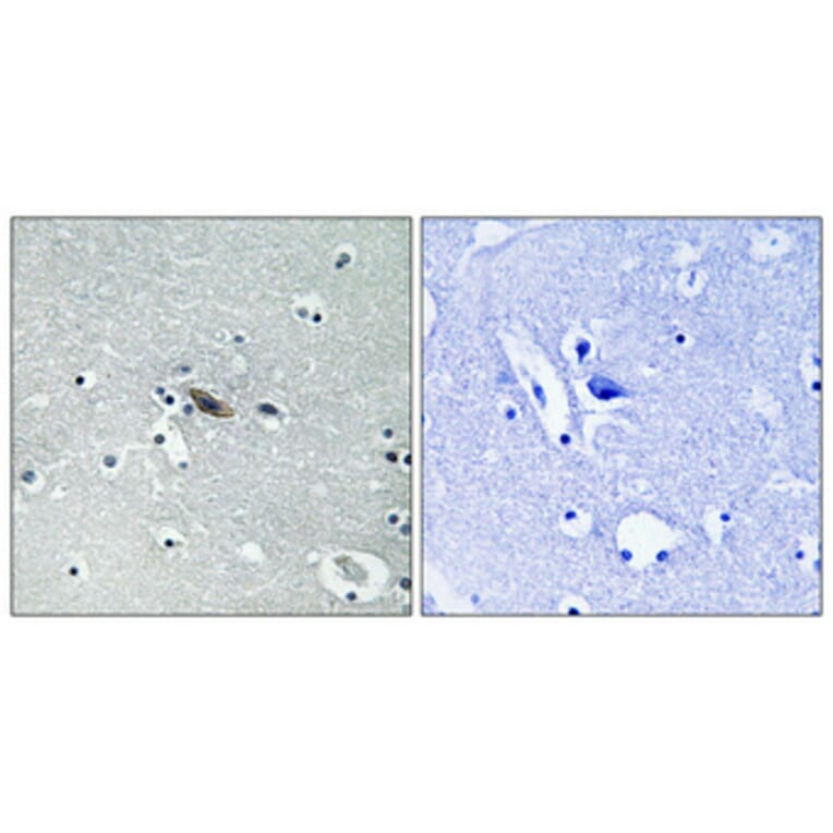 Immunohistochemistry - Anti-Syntaxin 1A (phospho Ser14) Antibody (A1238) - Antibodies.com