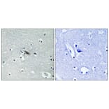 Immunohistochemistry - Anti-Syntaxin 1A (phospho Ser14) Antibody (A1238) - Antibodies.com