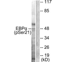 Western Blot - Anti-CEBP alpha (phospho Ser21) Antibody (A0056) - Antibodies.com