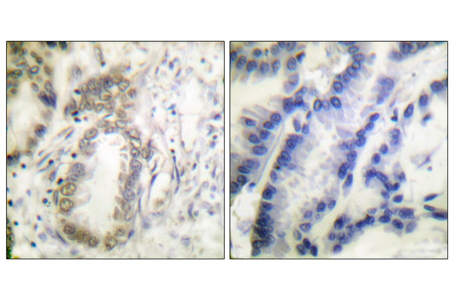 Immunohistochemistry - Anti-CEBP alpha (phospho Ser21) Antibody (A0056) - Antibodies.com