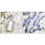 Immunohistochemistry - Anti-CEBP alpha (phospho Ser21) Antibody (A0056) - Antibodies.com