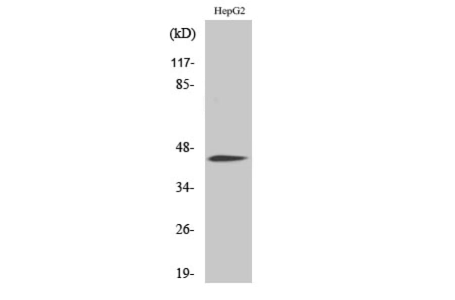 Western Blot - Anti-CEBP alpha (phospho Ser21) Antibody (A0056) - Antibodies.com