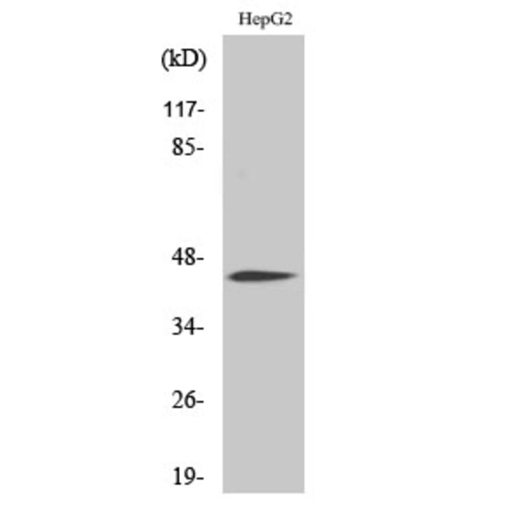 Western Blot - Anti-CEBP alpha (phospho Ser21) Antibody (A0056) - Antibodies.com