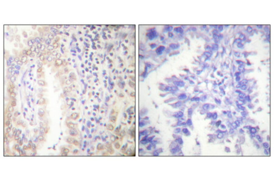 Immunohistochemistry - Anti-CEBP alpha (phospho Ser21) Antibody (A0056) - Antibodies.com