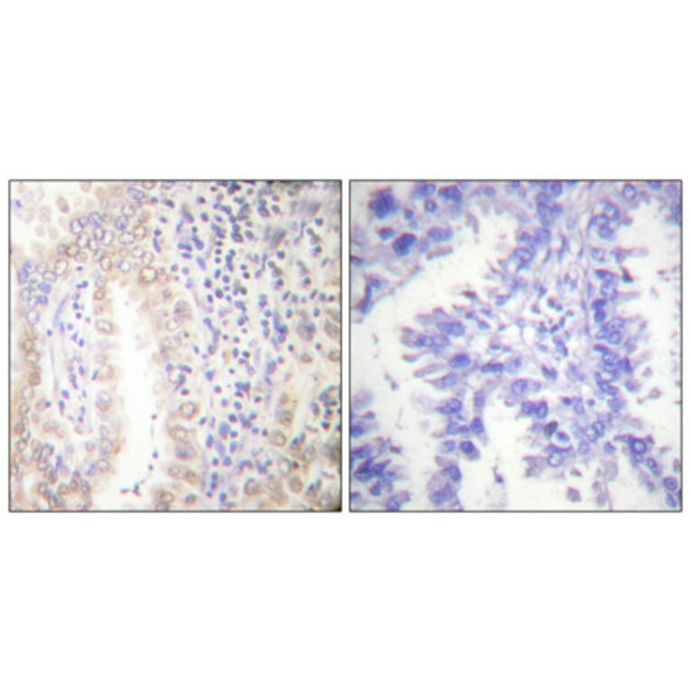 Immunohistochemistry - Anti-CEBP alpha (phospho Ser21) Antibody (A0056) - Antibodies.com
